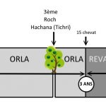 Tou Bichevat – Le Nouvel An des Arbres & la loi