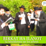 Birkat Ha Ilanot – la bénédiction sur les arbres